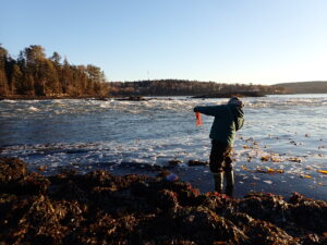 12/29/24: Maine Seaweeds, Part 2