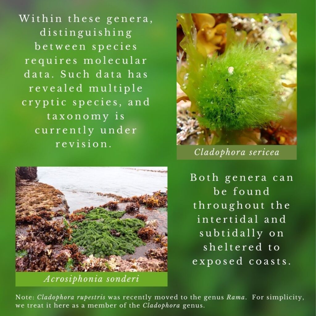 seaweed identification infographic guide to Cladophora vs Acrosiphonia genera in Maine