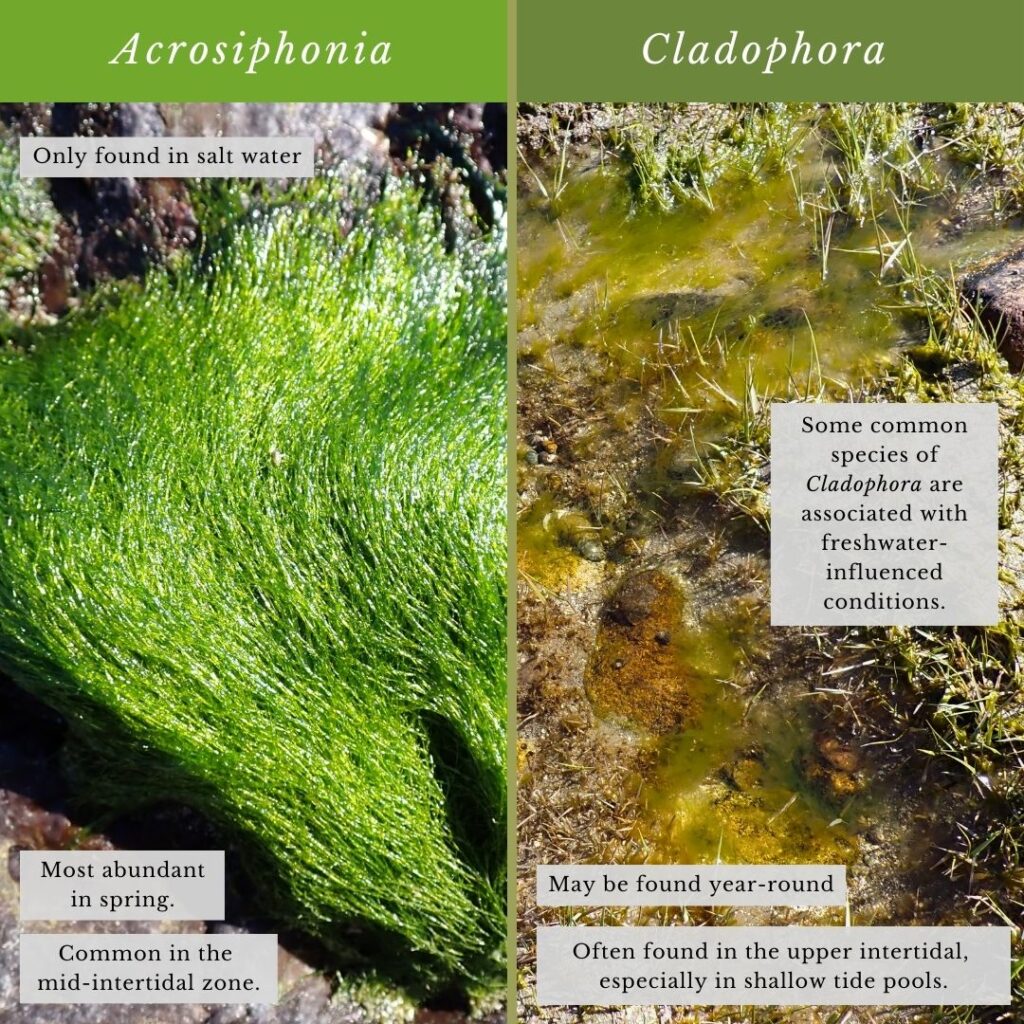 seaweed identification infographic guide to Acrosiphonia vs Cladophora