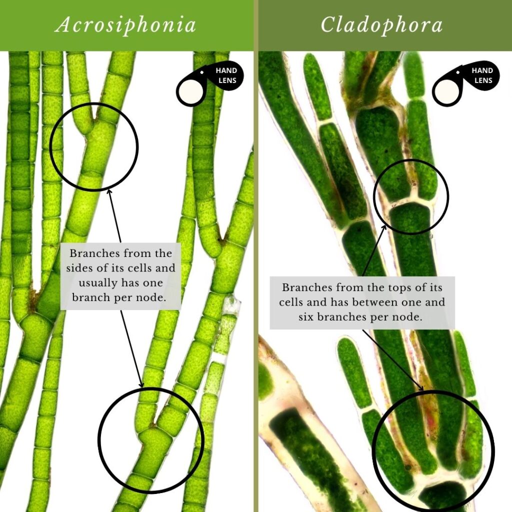 seaweed identification infographic guide to Acrosiphonia vs Cladophora genera cells