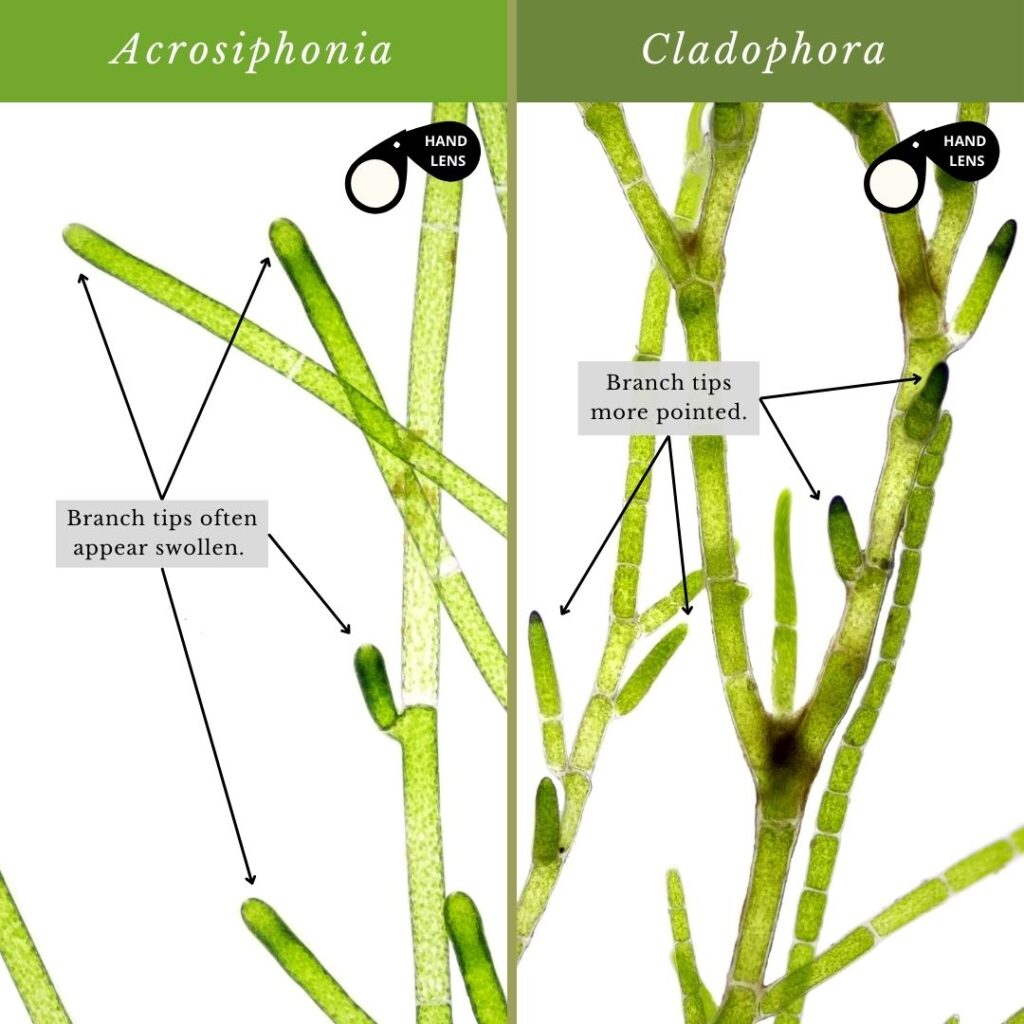 seaweed identification infographic guide to Acrosiphonia vs Cladophora genera