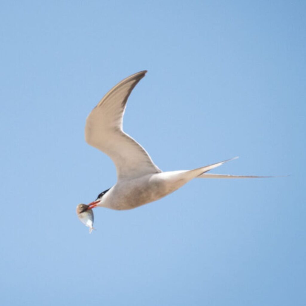 1/5/25: Maine Seabird Crew, part 1