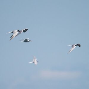 1/12/25:Maine Seabird Crew, part 2