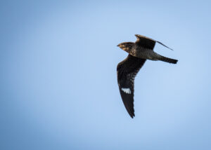 Maine Nightjar Monitoring: 2024 Recap and Plans for 2025