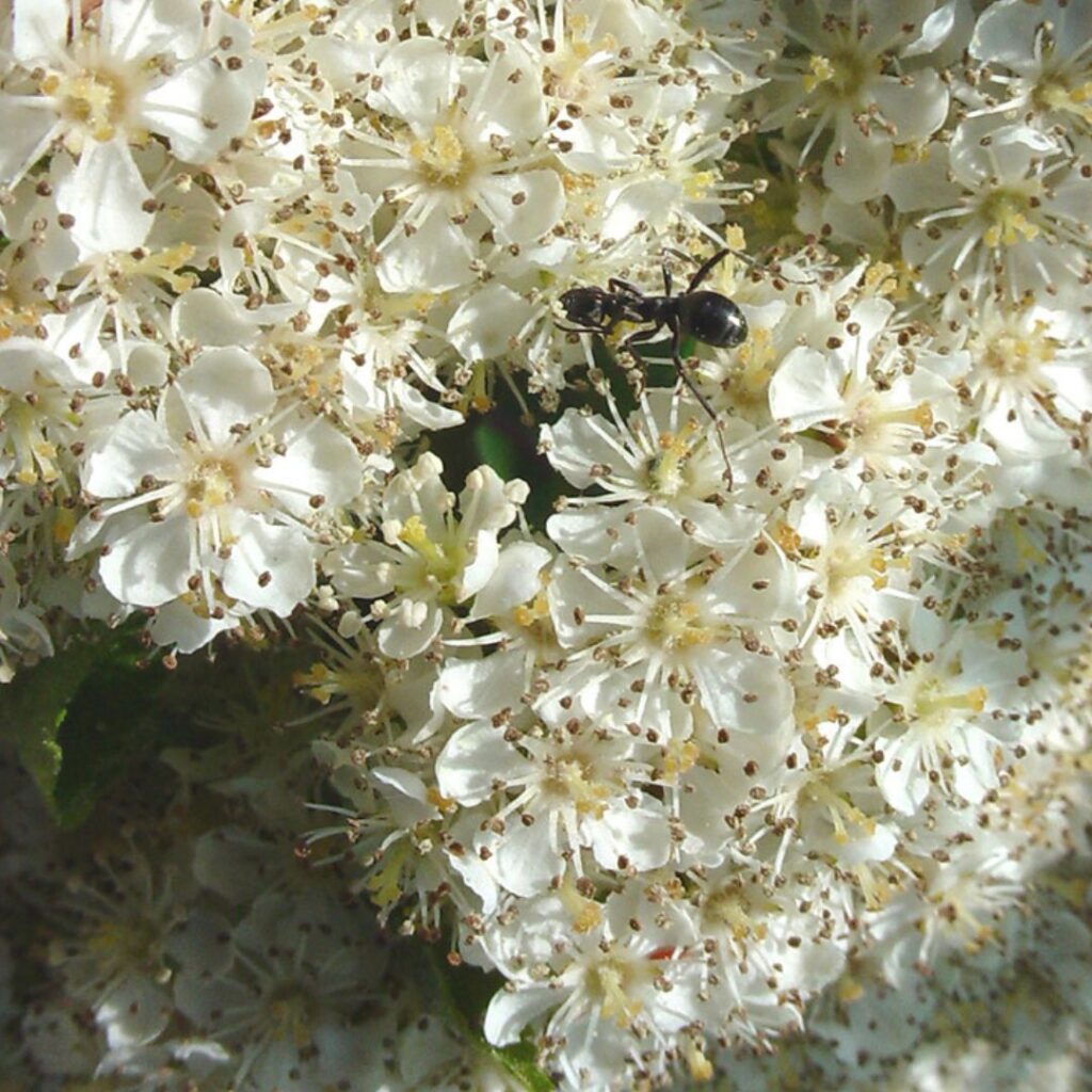 2/2/25: American Rowan