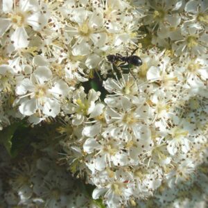 2/2/25: American Rowan