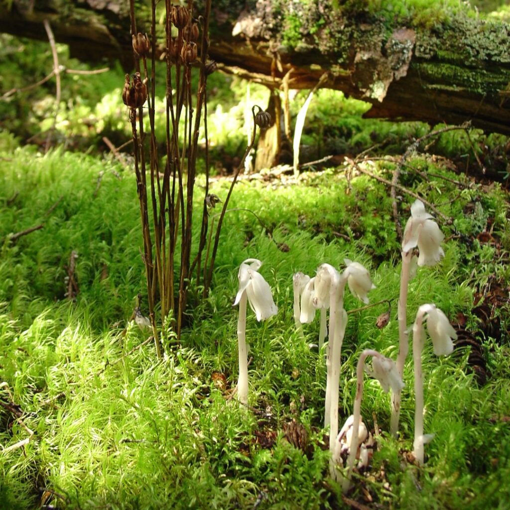 2/23/25: Learning as a Maine field naturalist