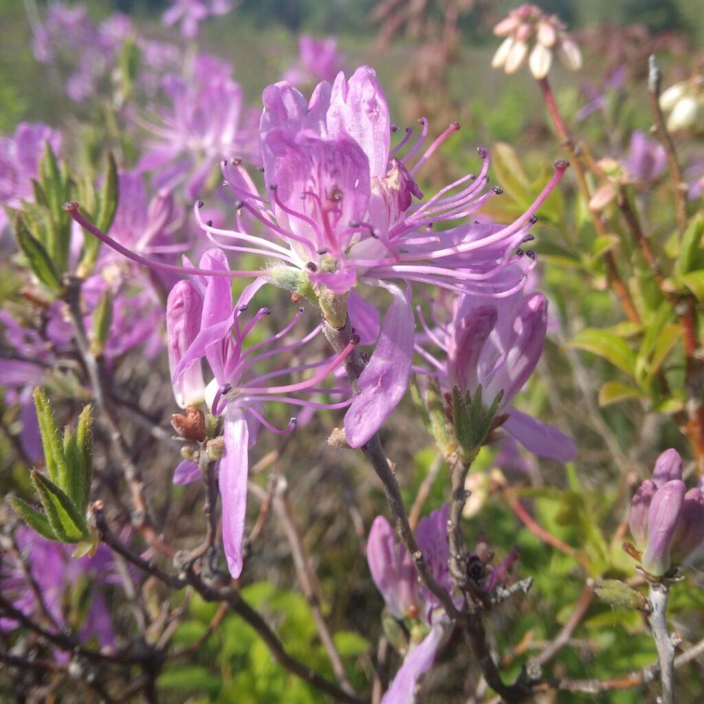 2/16/25: Discussion with a dedicated botanist