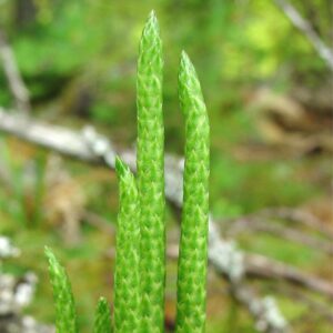2/9/25: Journey into Field Botany