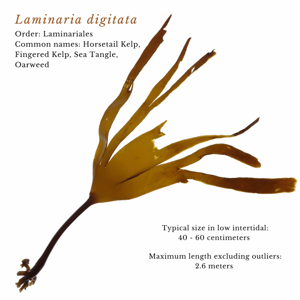 seaweed identification infographic guide to Laminaria digitata or Horsetail Kelp