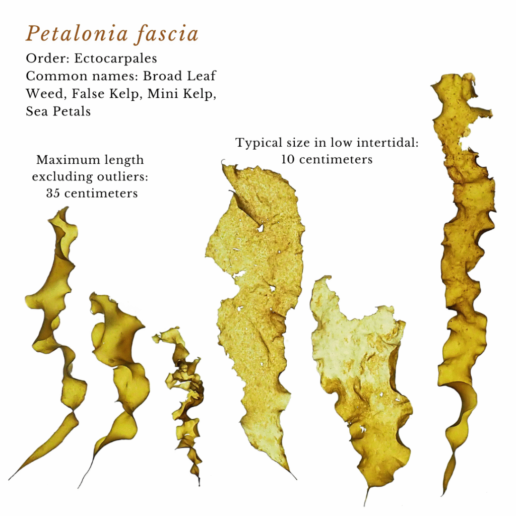 seaweed identification infographic guide to Petalonia fascia or Mini Kelp
