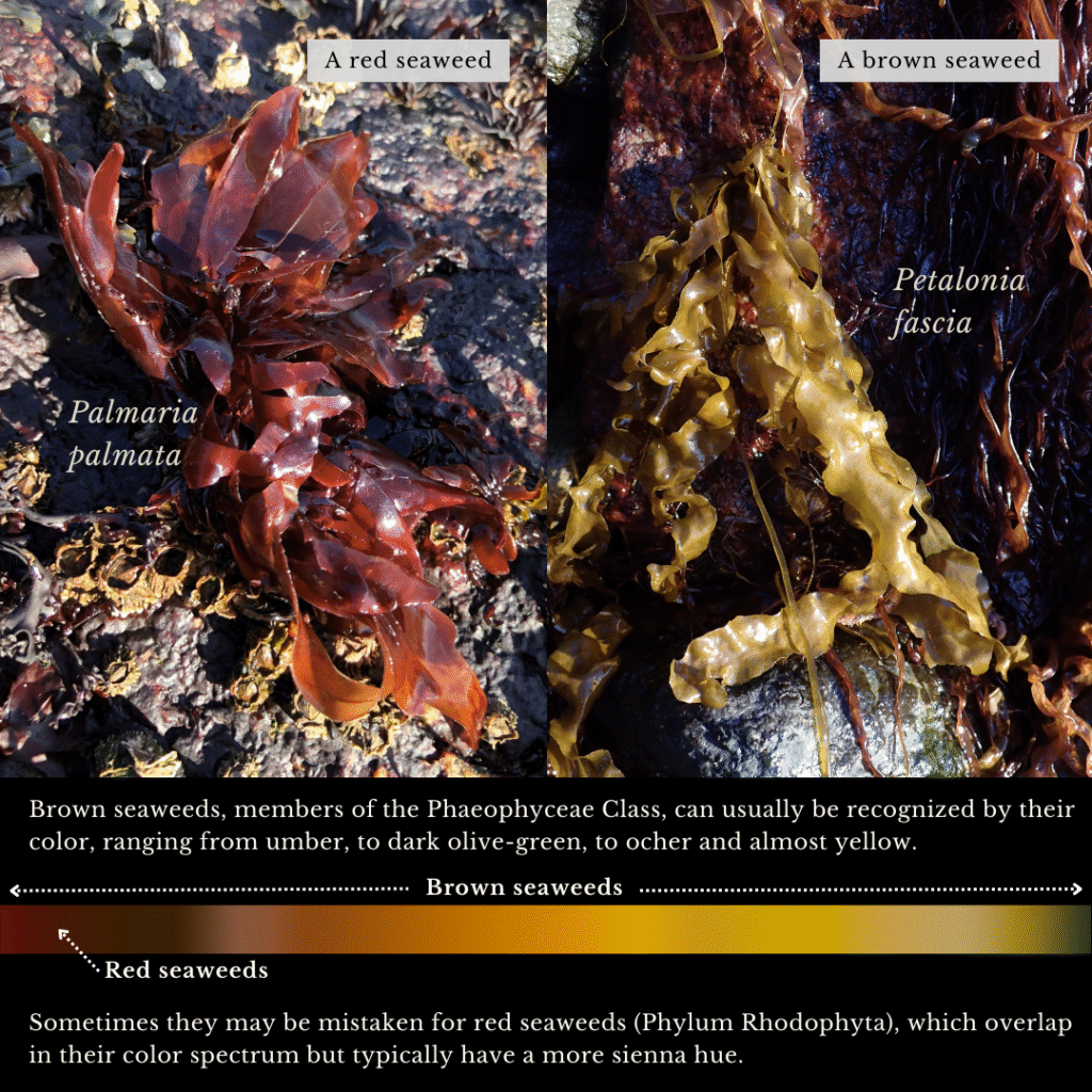 identification infographic guide to brown and red seaweeds