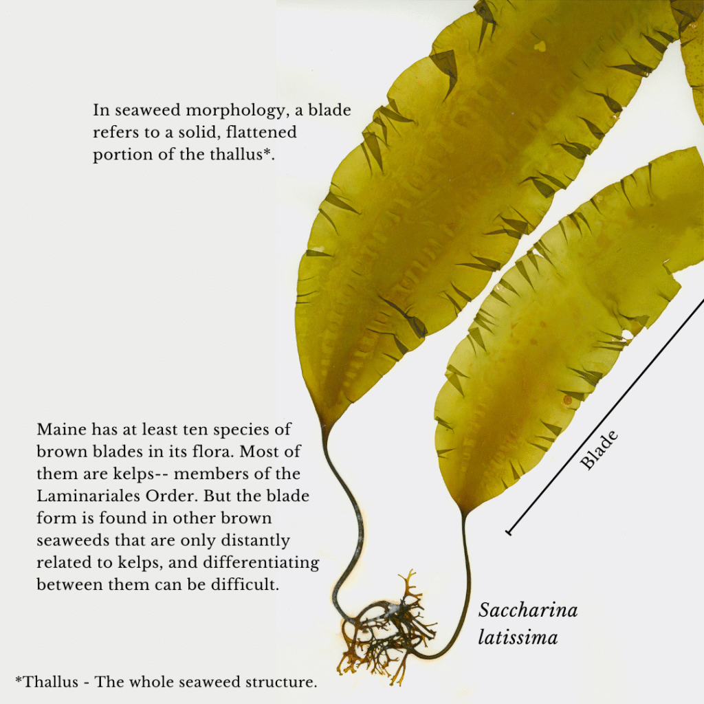 seaweed identification infographic guide