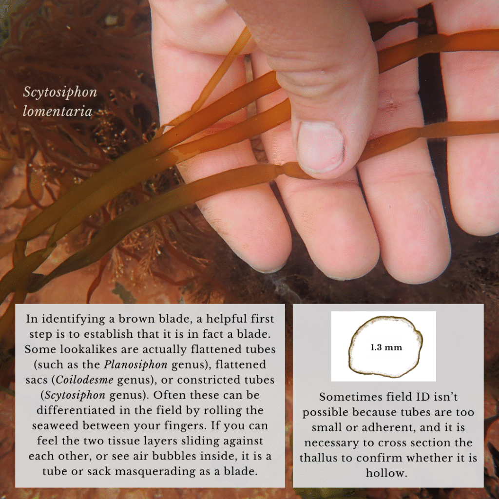 seaweed identification infographic