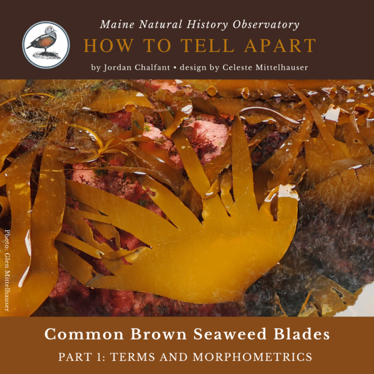 seaweed identification infographic guide to terms and morphometrics to common brown seaweeds in maine