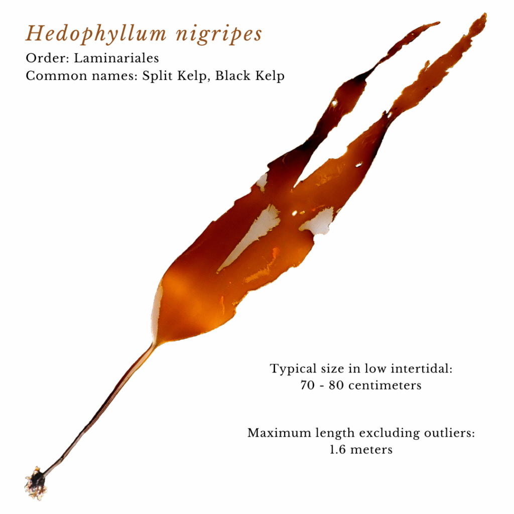 seaweed identification infographic guide to Hedophyllum nigripes or Split Kelp