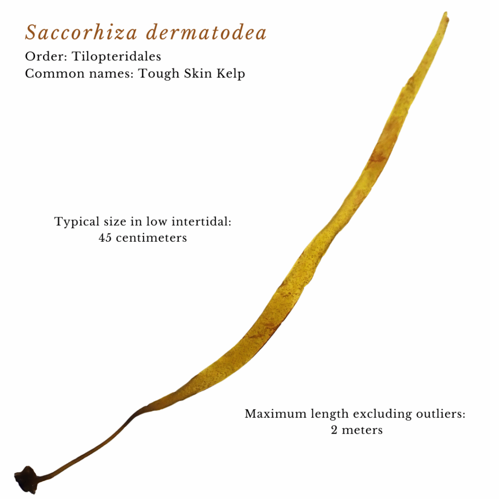 seaweed identification infographic guide to Saccorhiza dermatodea or Tough Skin Kelp