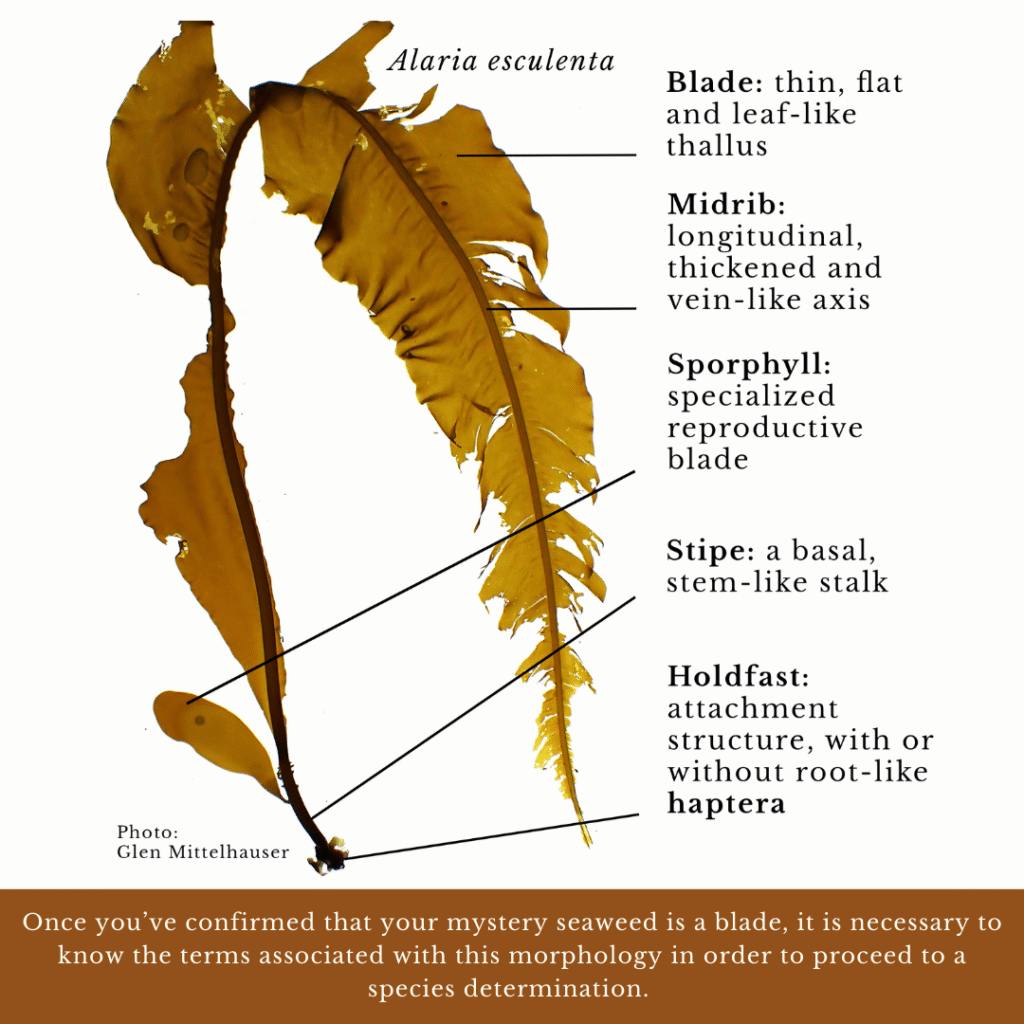 seaweed identification guide to terminology