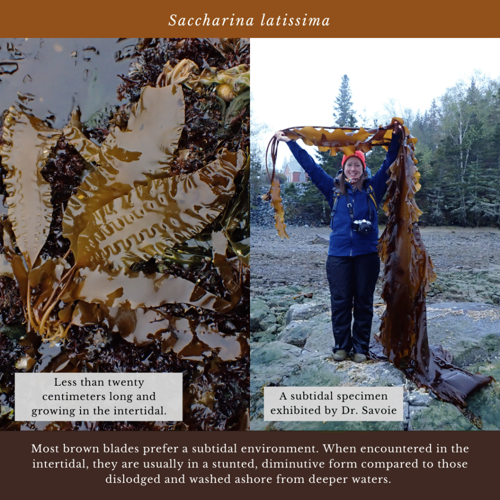 seaweed identification infographic guide to Saccharina latissima