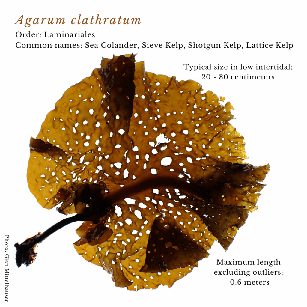 seaweed identification infographic guide to agarum clathratum or Sea Colander