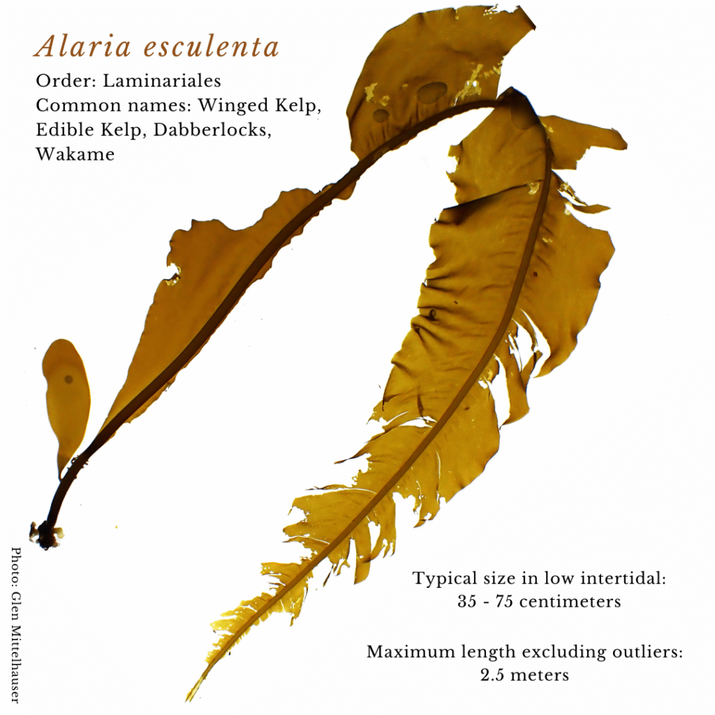 seaweed identification infographic guide to Alaria esculenta or Wakame