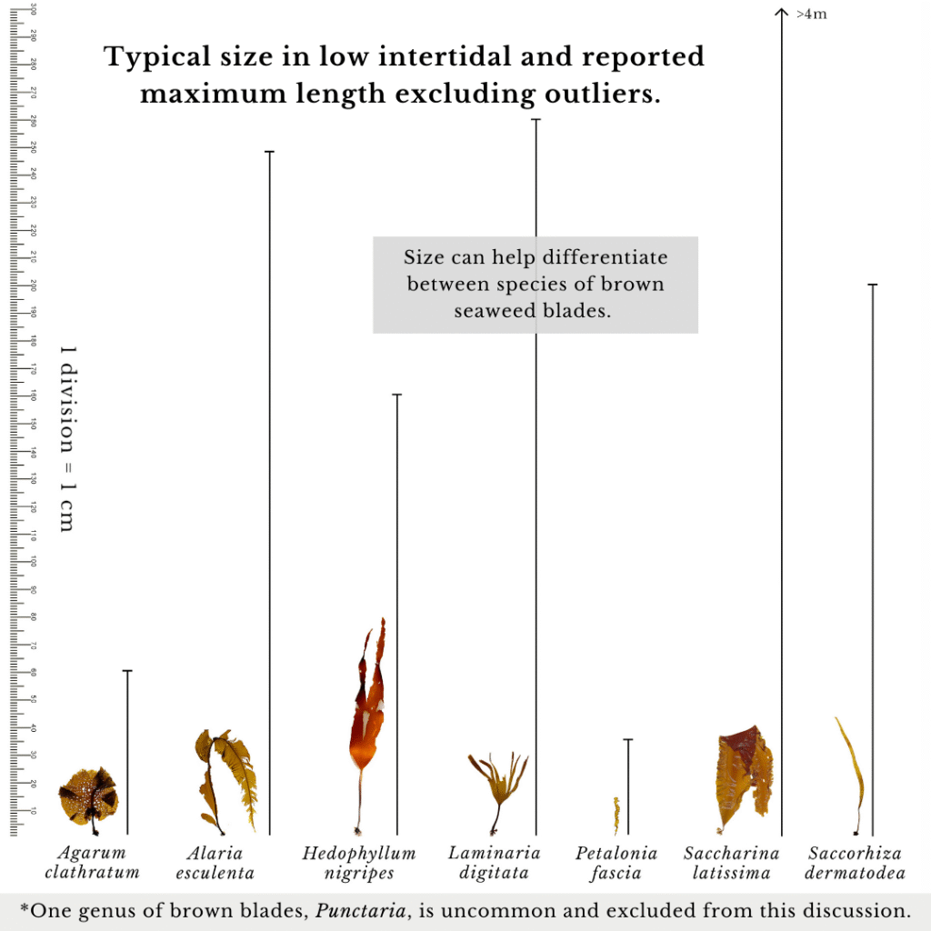 seaweed identification infographic guide to kelp species in maine