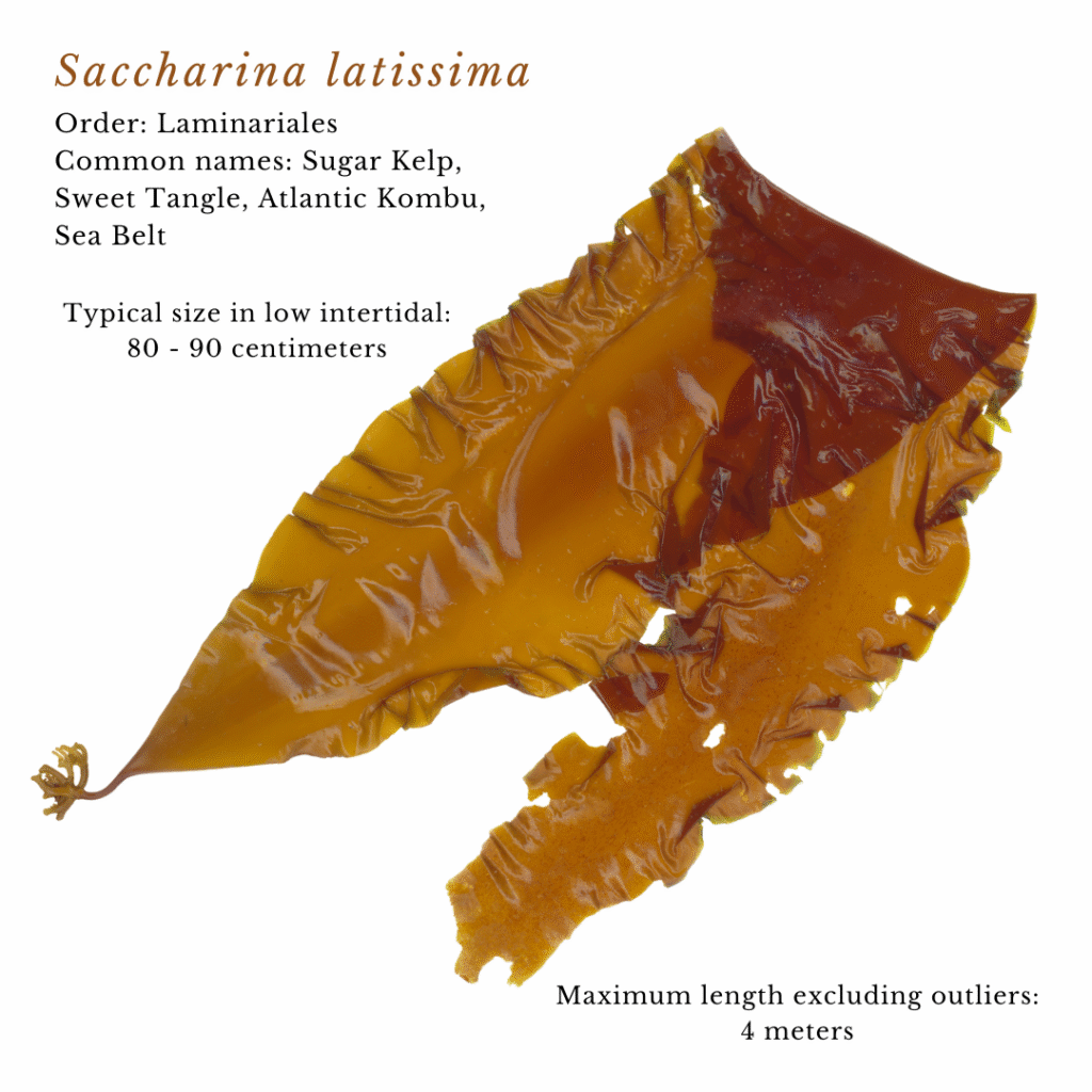 seaweed identification infographic guide to Saccharina latissima or Sugar Kelp