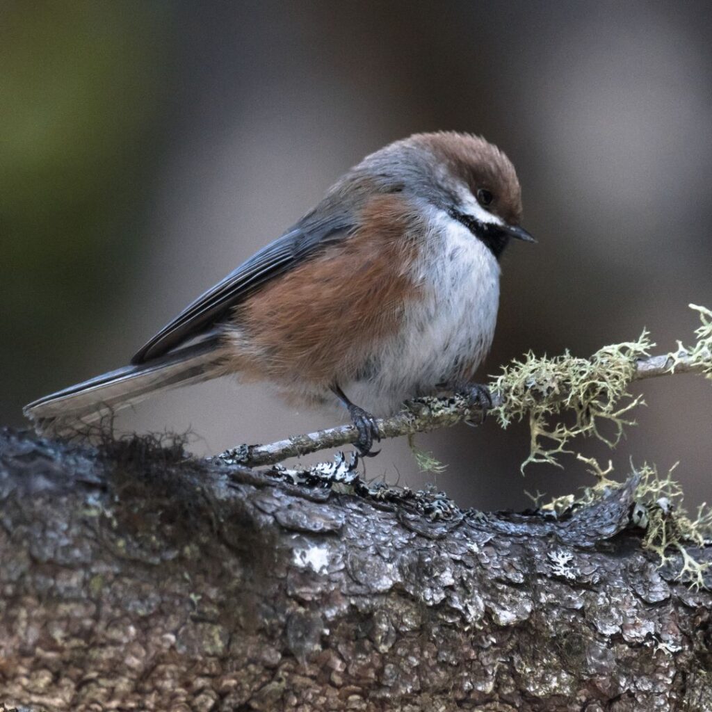 3/16/25: Wet Flats in Winter