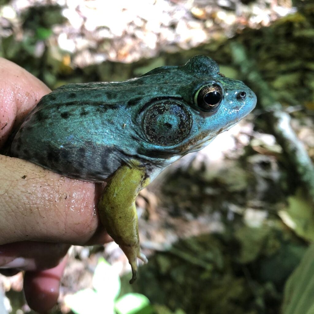 4/13/25: Brown Brook Thaw