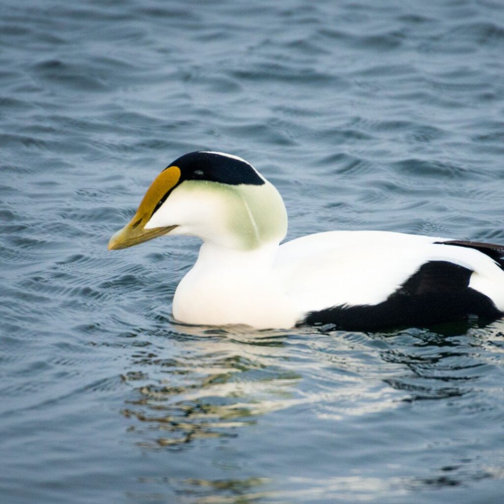 3/23/25: John on Isle au Haut, part 1