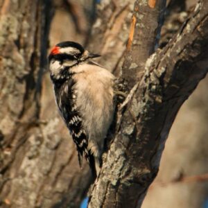 5/4/25: A Walk with Rich MacDonald, part 3