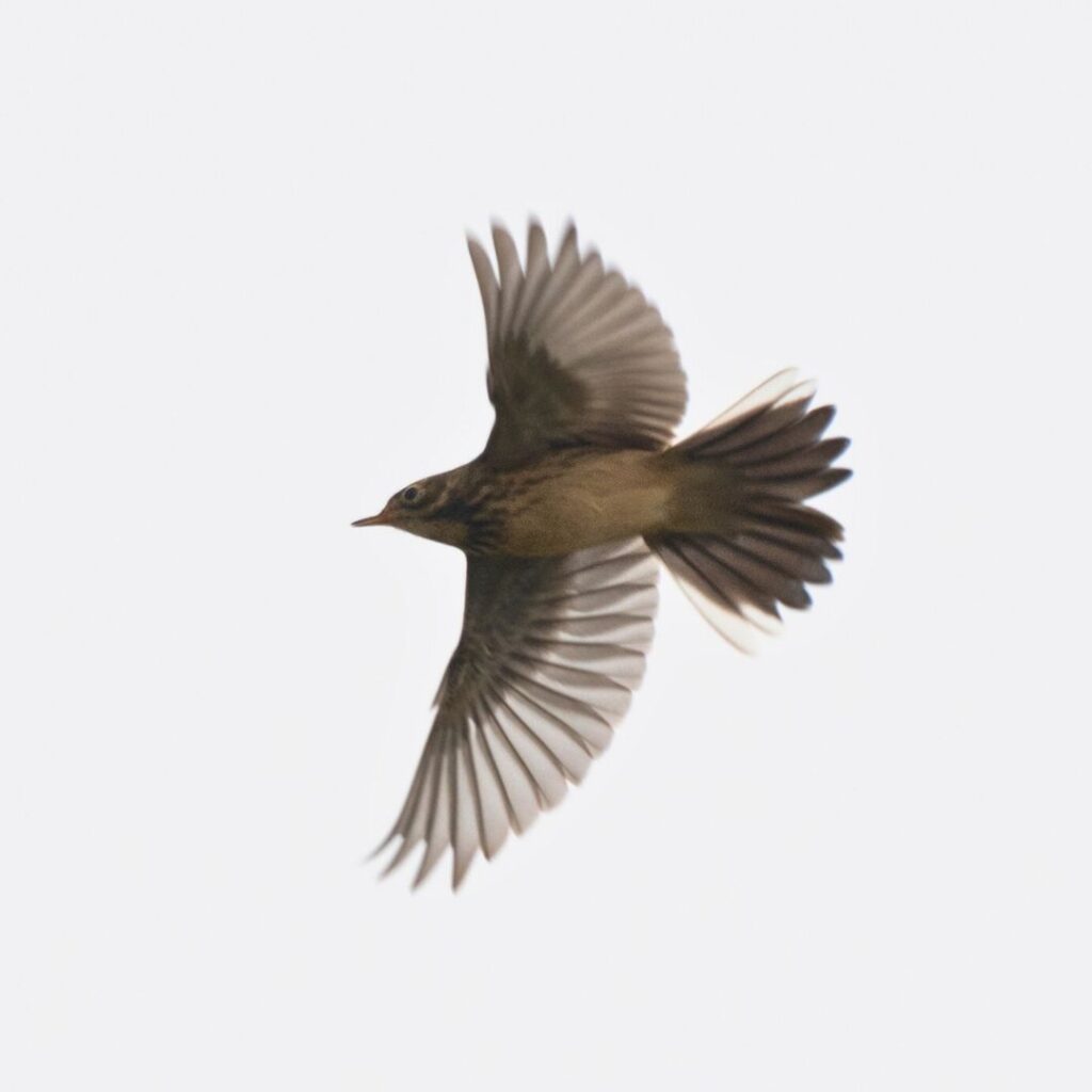4/6/25: Cold Beauty of the Marsh, and Pipits