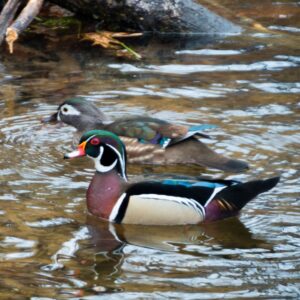 5/11/25: A Walk with Rich MacDonald, part 4