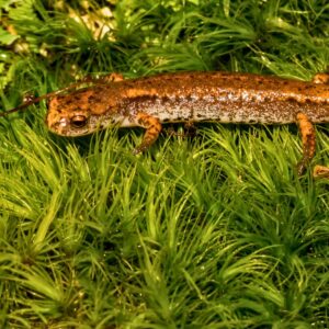 5/18/25: Wet Woodlands & Four-toed Salamanders