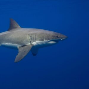 5/25/25: Shark Alley