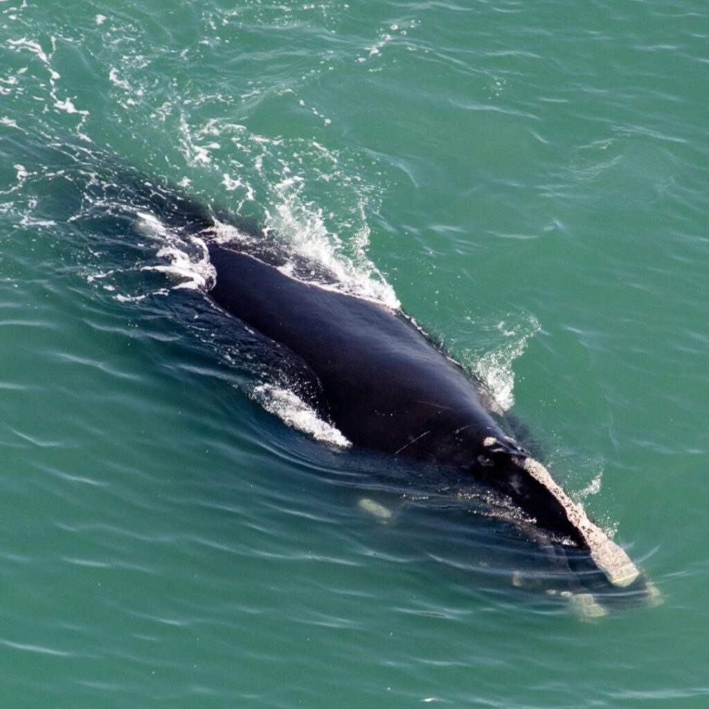 6/22/25: A Discussion with Megan McOsker, part 4