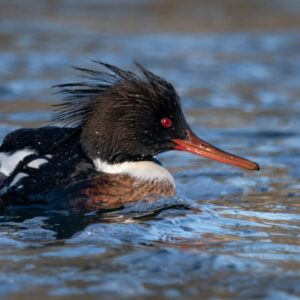 7/13/25: The Hunt for the Red-breasted Merganser, part 1