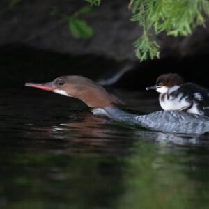 7/27/25: The Hunt for the Red-breasted Merganser, part 3