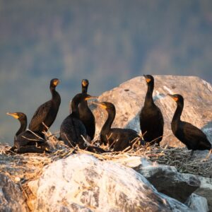 7/20/25: The Hunt for the Red-breasted Merganser, part 2