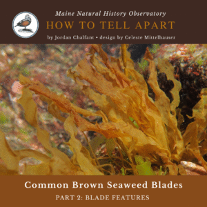 Brown Blades 2 - Blade Features (1) seaweed identification infographic guide to the blade features of common brown seaweeds in maine