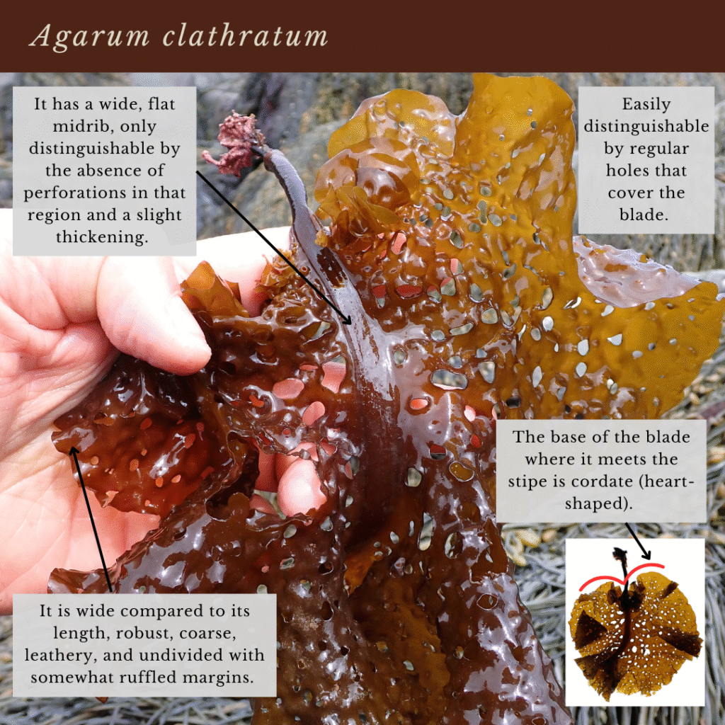 seaweed identification infographic guide to Agarum clathratum