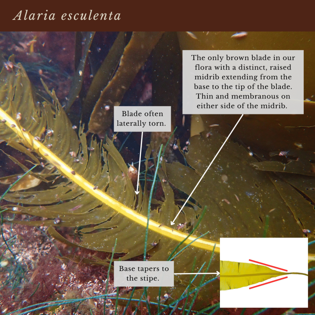 seaweed identification infographic guide to Alaria esculenta