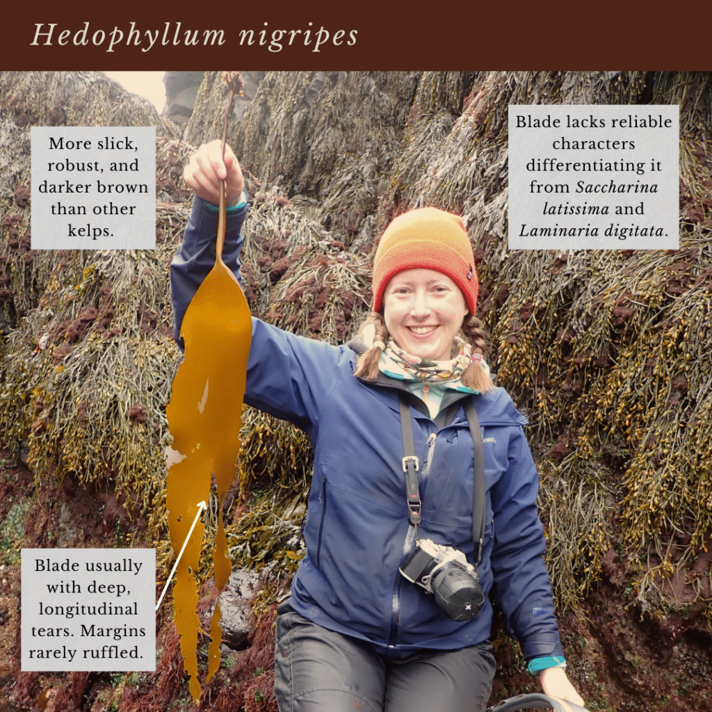 seaweed identification infographic guide to kelp species, Hedophyllum nigripes