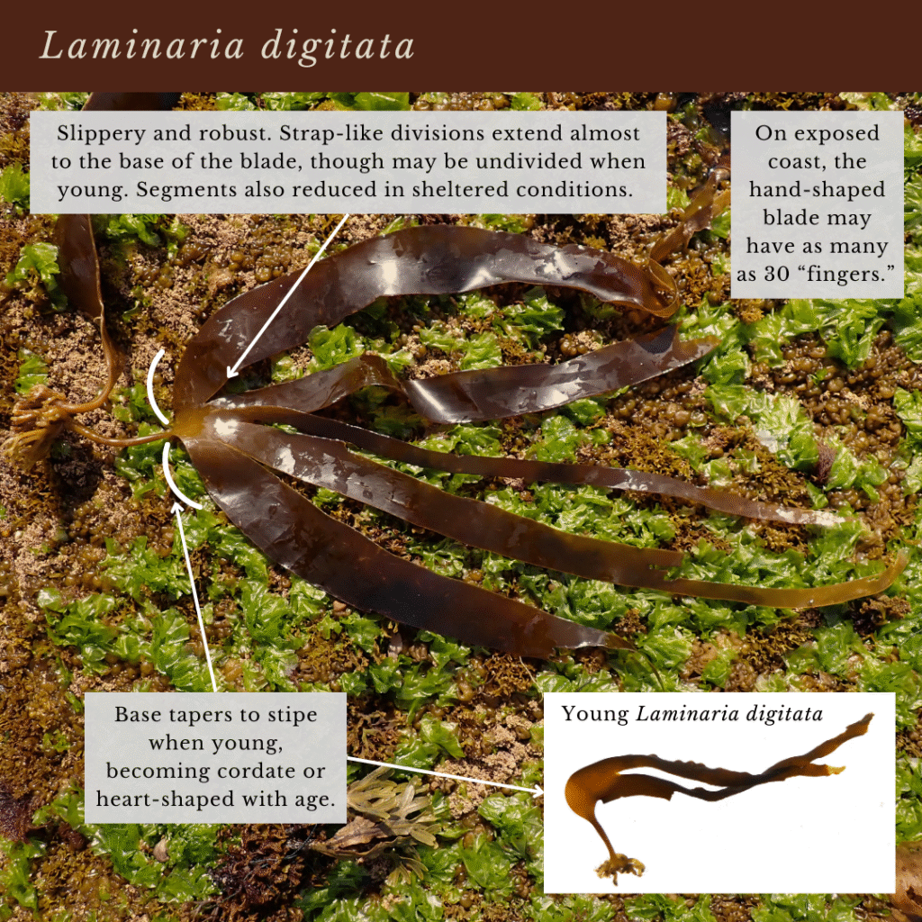 seaweed identification infographic guide to Laminaria digitata