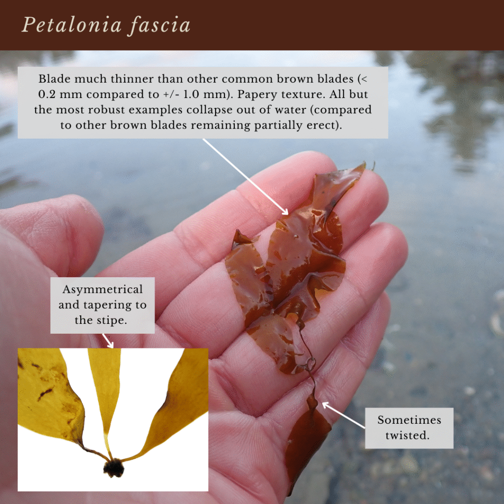 seaweed identification infographic guide to Petalonia fascia