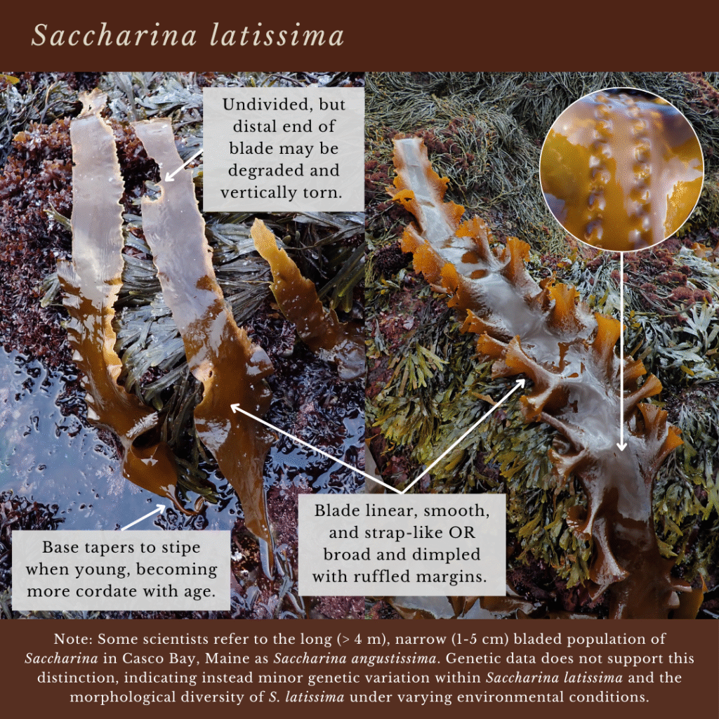 seaweed identification infographic guide to Saccharina latissima