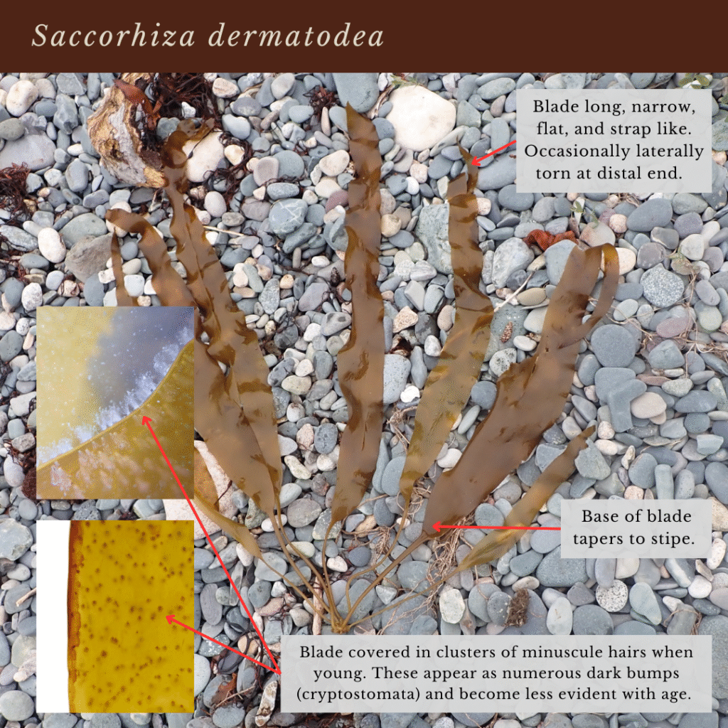 seaweed identification infographic guide to Saccorhiza dermatodea