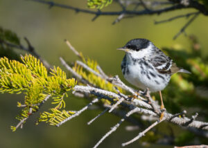 Coastal Songbirds Project Update: In Search of Island-breeding Blackpoll Warblers