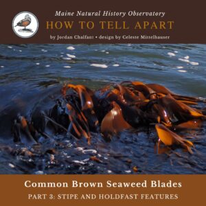 Common Brown Seaweed Blades: Part 3