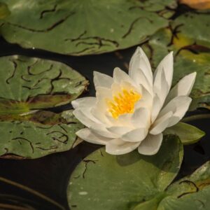 Aquatic Plants of New England Field Guide